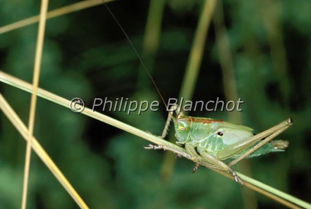 tettigonia cantans.JPG - Sauterelle cymbalièreTettigonia cantansOrthoptera, TettigonidaeFrance